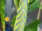 Acherontia atropos  [Death's Head Hawk Moth cat.] 