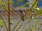 Καλαμοποταμίδα - Reed Warbler