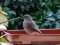 Καρβουνιάρης - Black Redstart
