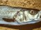Λαβράκι - Common Sea-Bass