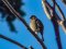 Σπίνος - Chaffinch