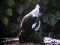 Καρακάξα - Magpie