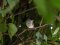 Μαυροσκούφης (αρσενικός) - Blackcap (male)
