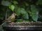 Φλώρι (αρσενικό) - Greenfinch (male)