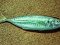 Κοκκάλι - White Trevally
