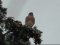 Πετροκιρκινέζι (αρσεν.) -  Kestrel (male)