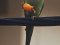 Παπαγάλος "δακτυλιόλαιμος"  -  Ring-necked Parakeet