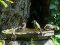Σπουργίτης με Καρδερίνες  -  House Sparrow with Goldfinches 