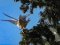 Καρακάξα και Πετροκιρκινέζι - Magpie and Kestrel