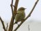Δενδροφυλλοσκόπος - Chiffchaff