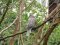 Δεκοχτούρα  -  Collared Dove