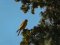 Πετροκιρκινέζι και Καρακάξα  - Kestrel and Magpie