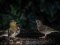Νεαρά Φλώρια - Young Greenfinches