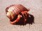 Στρουμπάρι&nbsp; -&nbsp; Hermit Crab