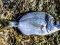 Καμπανάς - Two-banded Bream