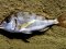 Λυθρίνι - Common Sea-Bream