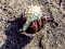 Στρουμπάρι&nbsp; -&nbsp; Hermit Crab