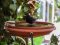 Κότσυφας (αρσενικός) - Blackbird (male)