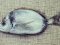 Καμπανάς - Two-banded Bream