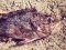 Γατσός - Brown Scorpionfish