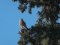 Πετροκιρκινέζι (αρσεν.) -  Kestrel (male)