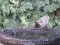 Καρβουνιάρης (νεαρός) - Black Redstart (immature)