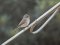 Μυγοχάφτης - Spotted Flycatcher