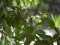Μαυροσκούφης (αρσενικός) - Blackcap (male)