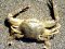 Carcinus maenas  [European Green Crab]