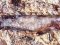 Gobius cruentatus  [Red-mouthed Goby] 