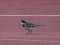 Σεισούρα (αρσεν.) - White Wagtail (male)