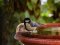 Καλόγερος  -  Great Tit