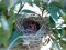 Νεογνά Αμπελουργού - Black-headed Bunting newborns