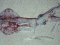Καλαμάρι  -  Common Squid