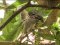 Σπουργίτι (θηλ.)  -  House Sparrow (fem.)