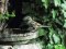 Πετροσπουργίτης - Rock Sparrow