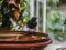 Κότσυφας (νεαρός, τον 1ο χειμώνα) - Blackbird (immature male, 1st winter)