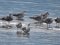 (Κιτρινοπόδηδες) Γλάροι  -  Yellow-legged Gulls