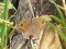 Maniola jurtina  [Meadow Brown]