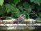 Τσιχλόνι  -  Cirl Bunting