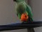 Παπαγάλος "δακτυλιόλαιμος"  -  Ring-necked Parakeet