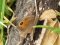 Maniola jurtina  [Meadow Brown]