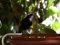 Κότσυφας (αρσενικός) - Blackbird (male)