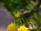 Macroglossum stellatarum [Hummingbird Hawk Moth]