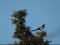 Καρακάξα - Magpie