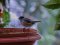 Μαυροσκούφης (αρσενικός) - Blackcap (male)