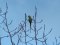 Παπαγάλος "δακτυλιόλαιμος"  -  Ring-necked Parakeet