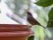 Μαυροσκούφης (θηλυκός) - Blackcap (female)