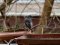 Καρβουνιάρης   - Black Redstart  