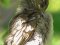 Σπουργίτι (θηλ.)  -  House Sparrow (fem.)